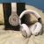 Dr.dre beats pro