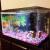 4 Goldfish with 5 gallons fish tank